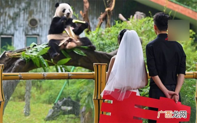 大熊猫星一给奶妈当证婚熊吗
