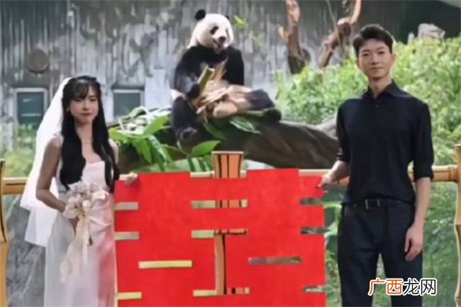 大熊猫星一给奶妈当证婚熊吗