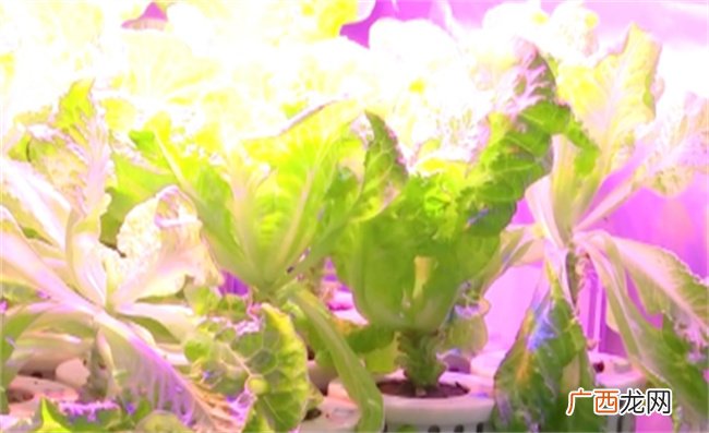?生菜、小葱、樱桃番茄长势喜人 “太空菜园”新升级可轮番种植 有哪些意义