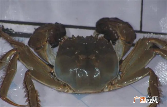 活螃蟹怎么保存过夜 螃蟹不沾水一般能活几天