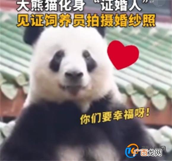大熊猫星一给奶妈当证婚熊 网友称好浪漫_酷知科普