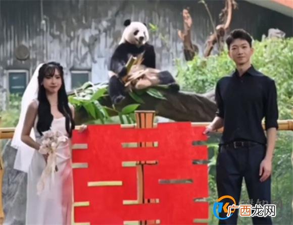 大熊猫星一给奶妈当证婚熊 网友称好浪漫_酷知科普