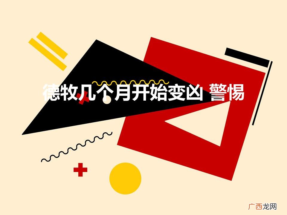 德牧几个月开始变凶 警惕（女生养德牧管得住吗)