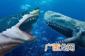巨齿鲨的四个天敌里谁最厉害