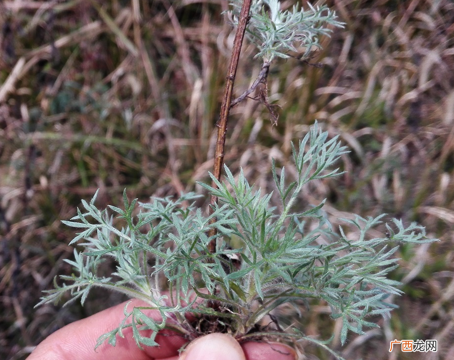 家里养这5种花卉驱蚊杀菌除异味 室内驱蚊虫植物盆栽有哪些