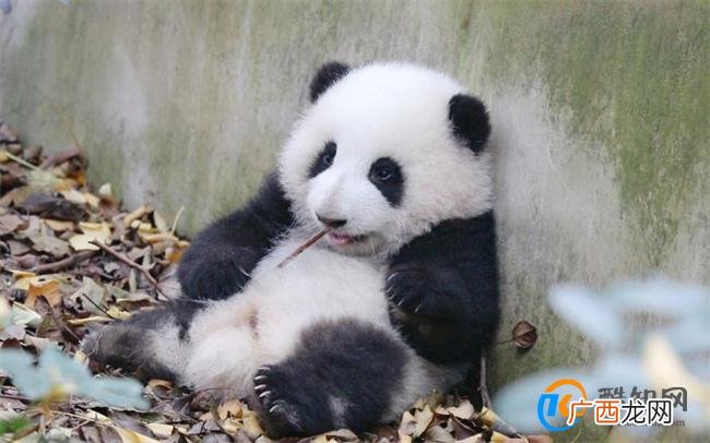 花花挣的工资有一大半是委屈费 都不想上班了_酷知科普