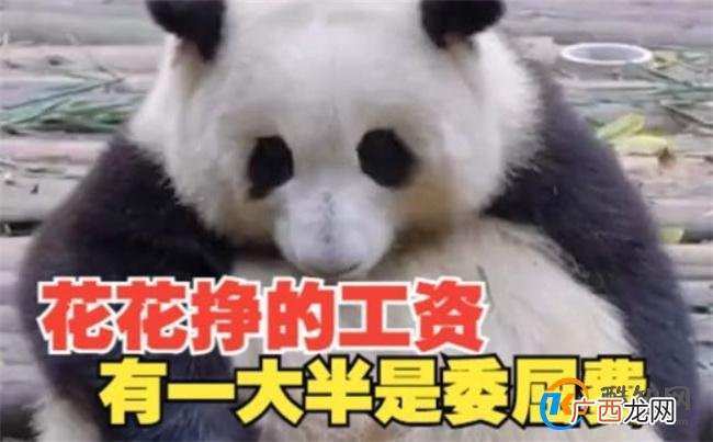 花花挣的工资有一大半是委屈费 都不想上班了_酷知科普