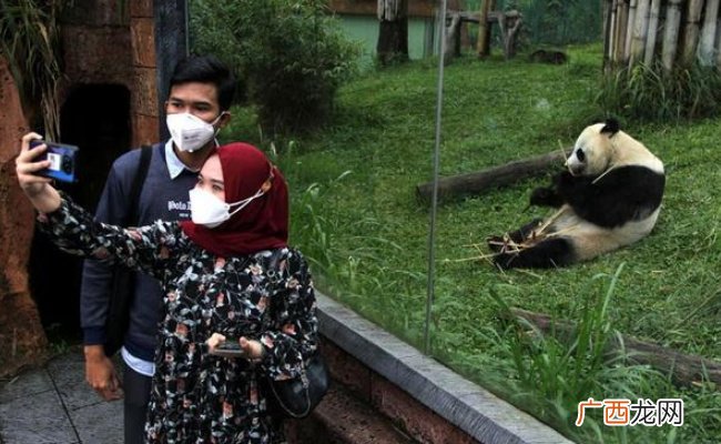 ?我国63只旅外大熊猫总体健康状况良好 大熊猫国际合作成效显著吗