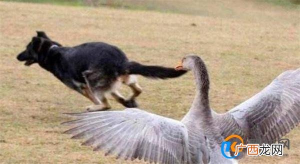 狗狗以多欺少撞飞大鹅 究竟什么原因_酷知科普