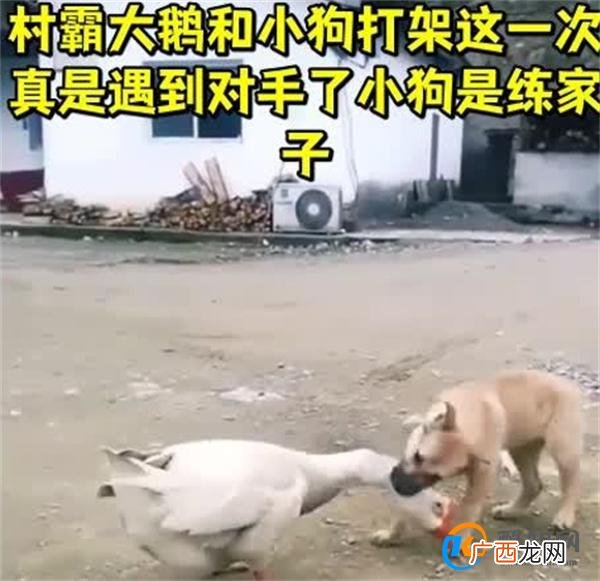 狗狗以多欺少撞飞大鹅 究竟什么原因_酷知科普