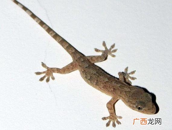 壁虎入宅是什么意思 壁虎入宅的寓意