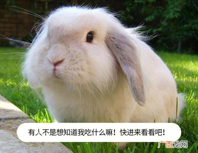 小白兔可以吃胡萝卜吗 小白兔喜欢吃什么东西