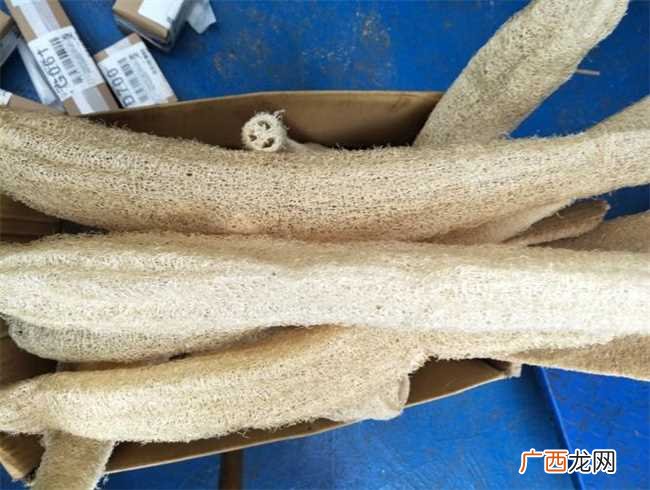 丝瓜的妙用超实用！