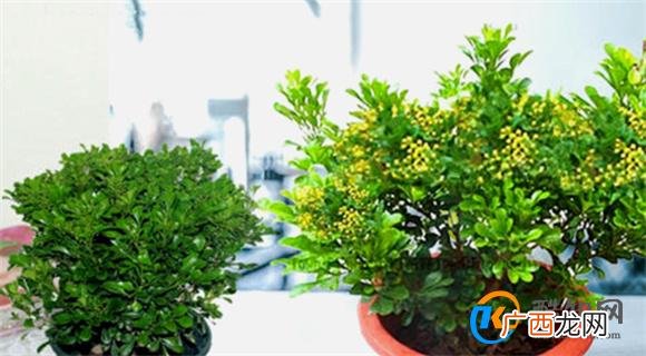 米兰花的养殖 盆栽米兰花的注意事项_酷知科普