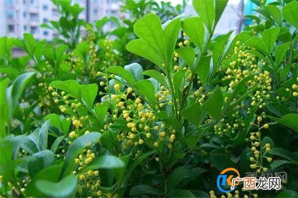 米兰花的养殖 盆栽米兰花的注意事项_酷知科普