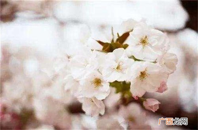 命理学中为什么说官杀混杂会导致婚姻出现问题