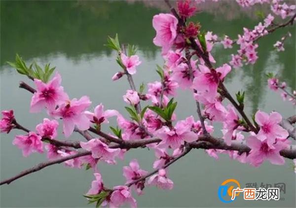 桃月是指农历几月 我国古代的桃月的由来_酷知科普