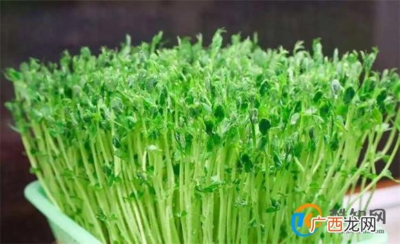 青豆发芽能吃吗 青豆发芽的害处_酷知科普