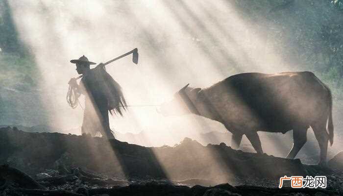 梦境解析:梦见大水牛的相关解释 梦见大水牛是什么兆头