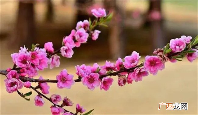 八字中导致命主桃花泛滥一世风流的命造都有哪些特点