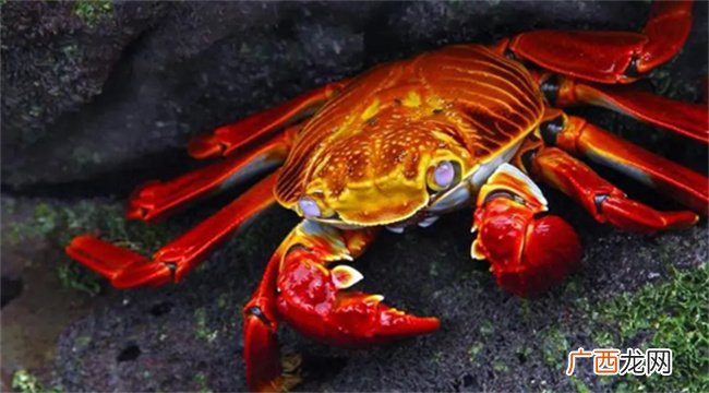 ?螃蟹死多久不能食用 螃蟹死多久不能食用