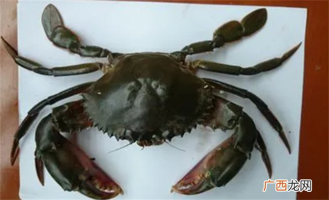 ?螃蟹死多久不能食用 螃蟹死多久不能食用