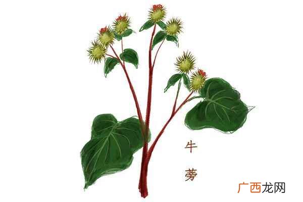 牛蒡茶的功效与禁忌