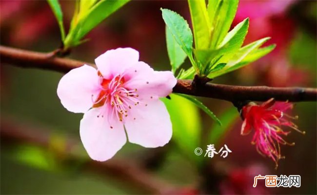 ?春分节气的特点和风俗 春分节气后面是什么节气