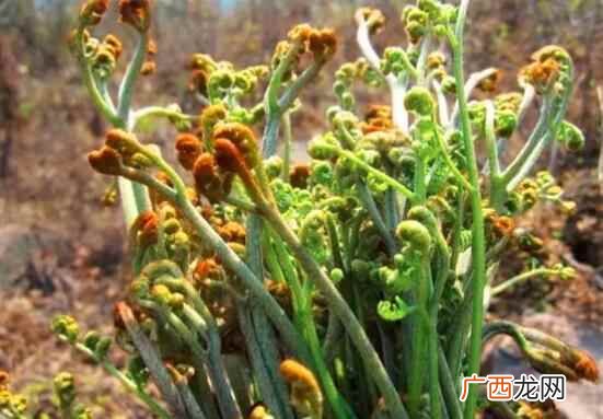 怎么做蕨菜