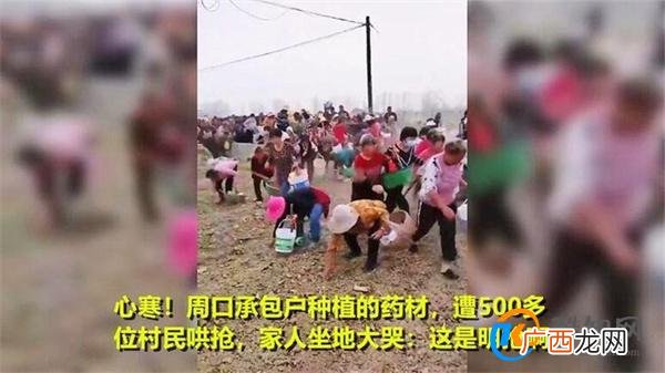 上百村民哄抢药材 承包户坐地大哭 当地部门回应_酷知科普