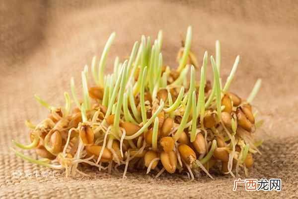 小麦胚芽的功效与作用及食用方法