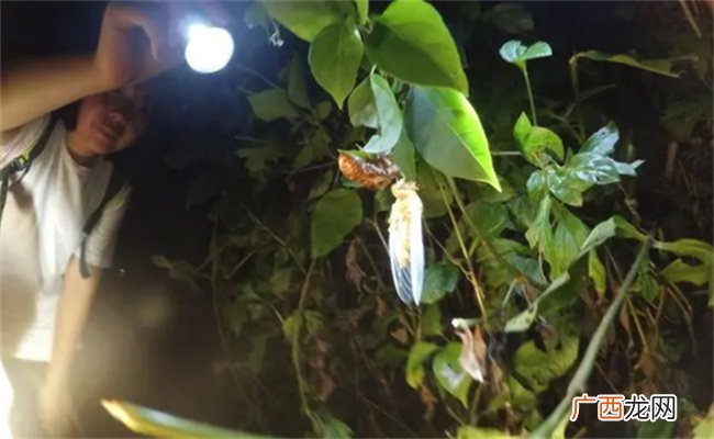 动物突然被灯光照射会有什么反应什么动物怕灯光