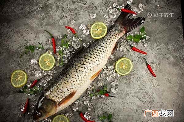 补充蛋白质吃什么食物