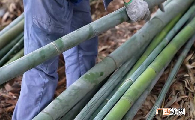 我国启动“以竹代塑”三年行动 有哪些好处