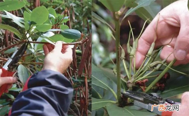 月季杜鹃怎么剪枝才能枝繁叶茂 剪枝什么时候最适合