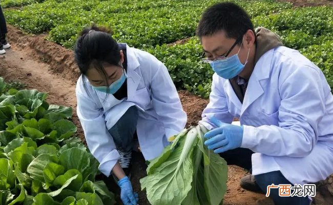 哪6种蔬菜农药残留为零吃农药残留蔬菜有什么危害