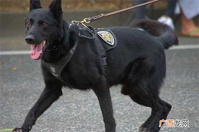警犬的智商是不是比一般的狗高 警犬的智商究竟有多高