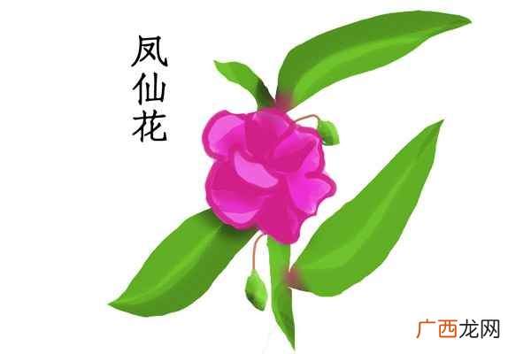 指甲花的功效与作用
