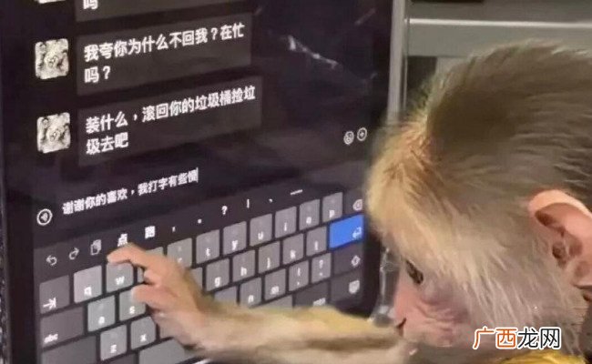 一夜之间 “吗喽”占领了年轻人的生活圈 反映了哪些问题