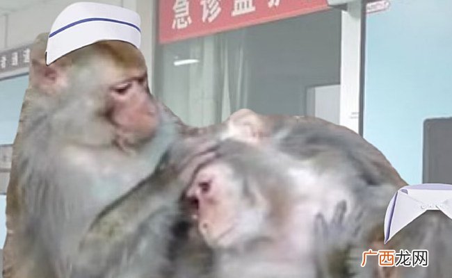 一夜之间 “吗喽”占领了年轻人的生活圈 反映了哪些问题
