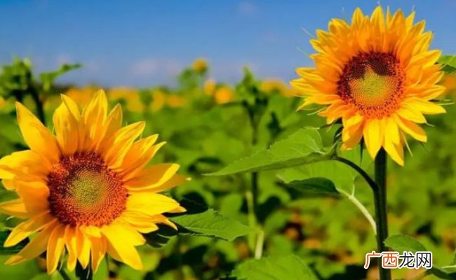 向日葵提取物可助果蔬抑菌保鲜吗