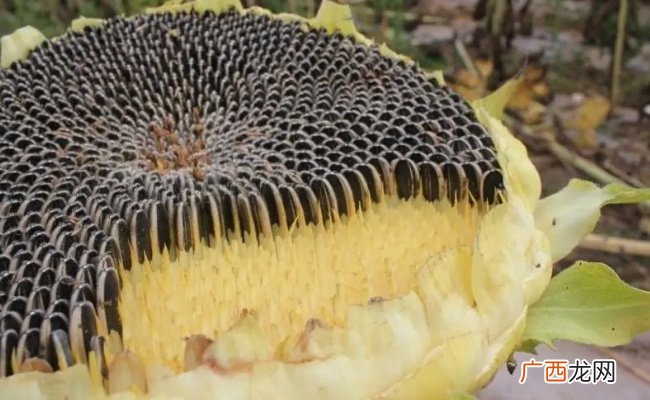 向日葵提取物可助果蔬抑菌保鲜吗