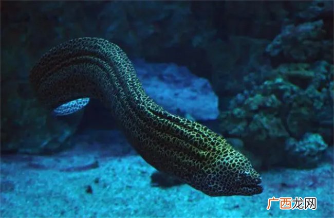 海鳗鱼怎么清理 海鳗鱼的营养价值