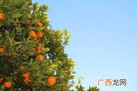 诺基亚作为一家历史悠久、技术领先的手机生产厂商，在过去的二十多年里，推出了许多经典手机，如今我们不妨来回忆一下最早的诺基亚手机所有型号图片。