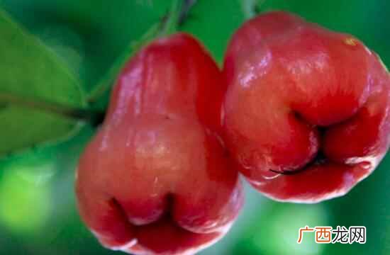莲雾属于什么季节的水果 莲雾是什么季节的水果