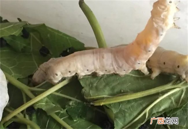 蚕宝宝的生长过程 蚕的年龄怎么计算