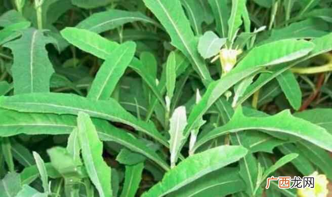 孕妇可以吃苦菜吗