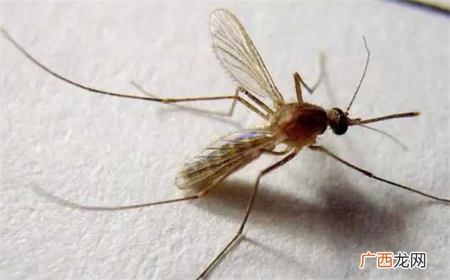 夏季如何预防蚊虫咬在炎热的夏季 夏季怎么样预防蚊虫咬