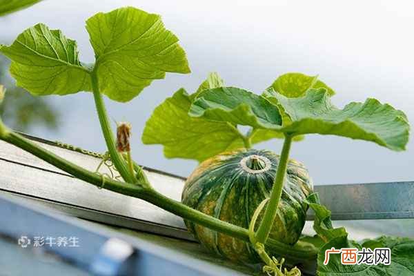 南瓜叶的功效与作用有哪些