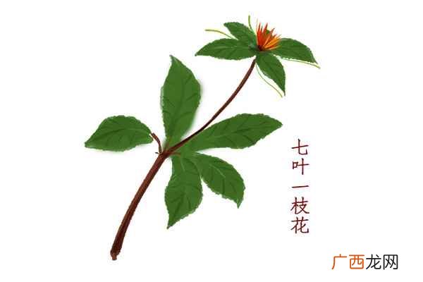 七叶一枝花的功效与作用